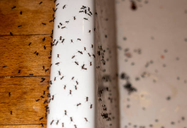 Professional Pest Control in Carrizozo, NM