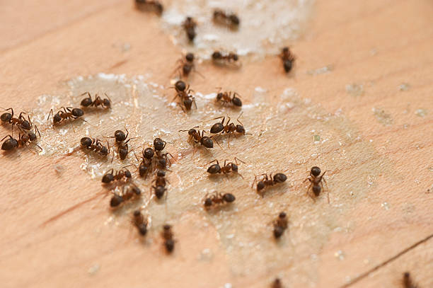 Best Pest Inspection Near Me  in Carrizozo, NM