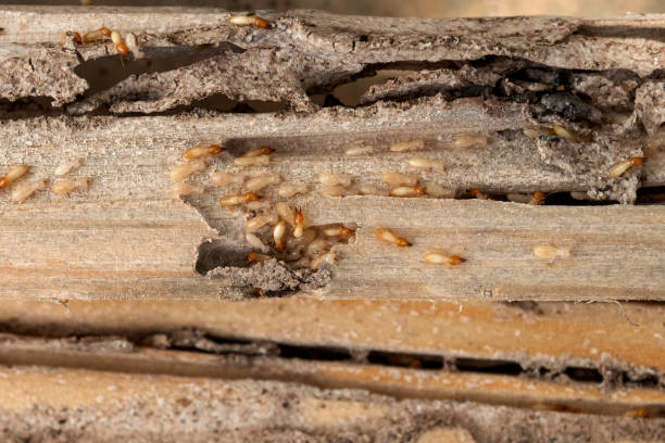 Best Best Pest Control Companies  in Carrizozo, NM