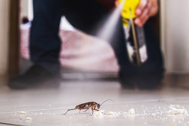 Trusted Carrizozo, NM Pest Control Experts