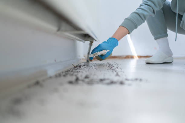 Best Local Pest Control Services  in Carrizozo, NM